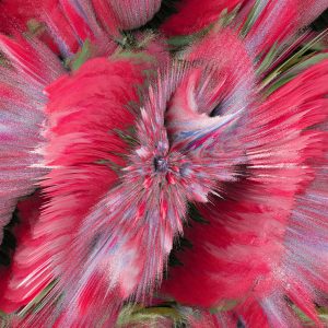 Pink Daisy Abstract 1